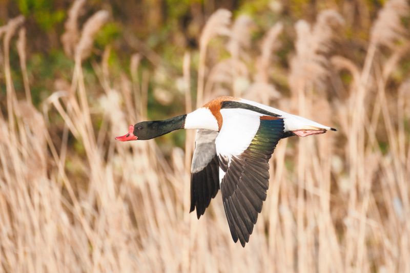 Bergeend / Common Shelduck