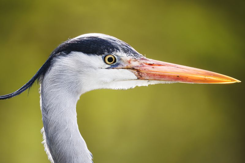 Blauwe Reiger / Grey Heron