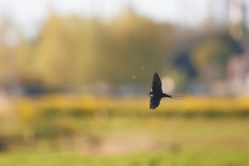 Boerenzwaluw / Barn Swallow