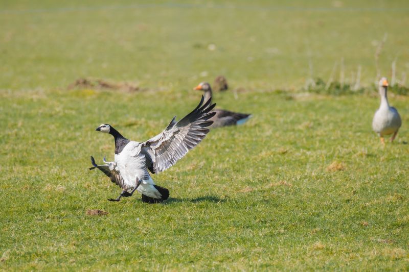 Brandgans / Barnacle Goose