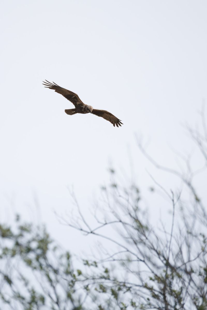 Bruine Kiekendief / Western Marsh Harrier