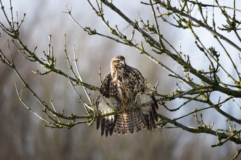 Buizerd / Eurasian Buzzard
