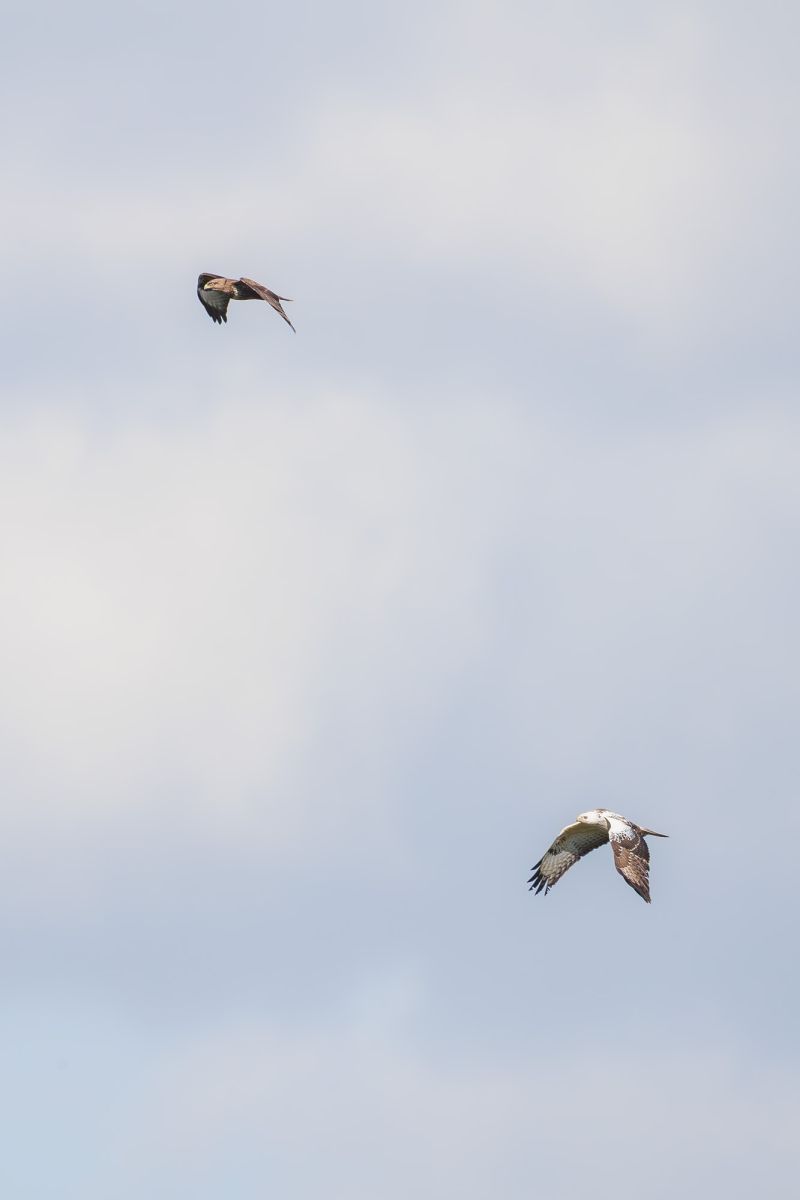 Buizerd / Eurasian Buzzard