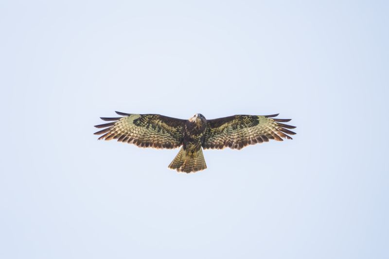 Buizerd / Eurasian Buzzard