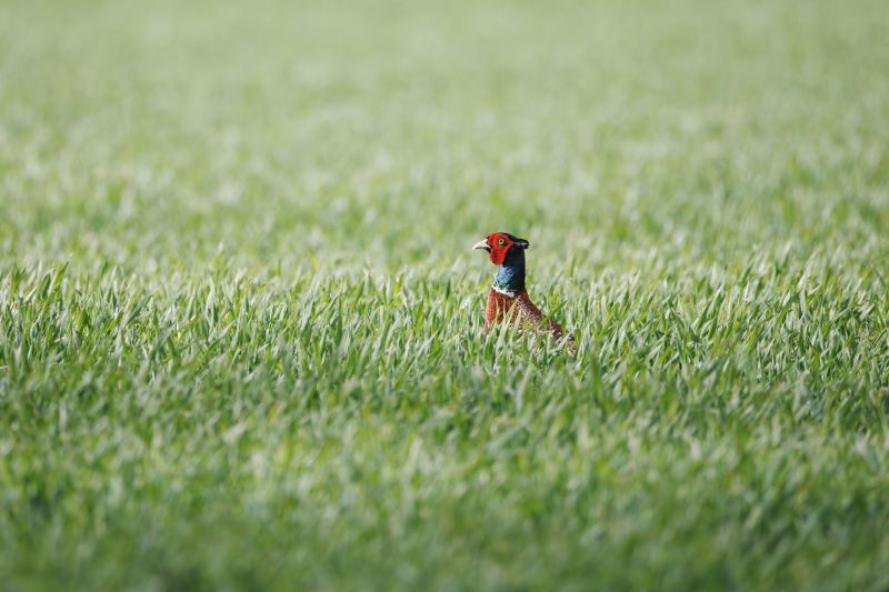 Fazant / Common Pheasant