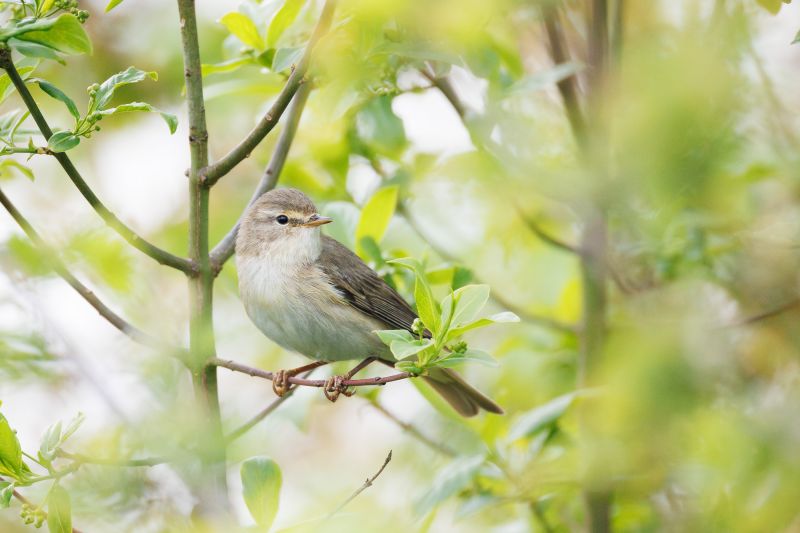 Fitis / Willow Warbler