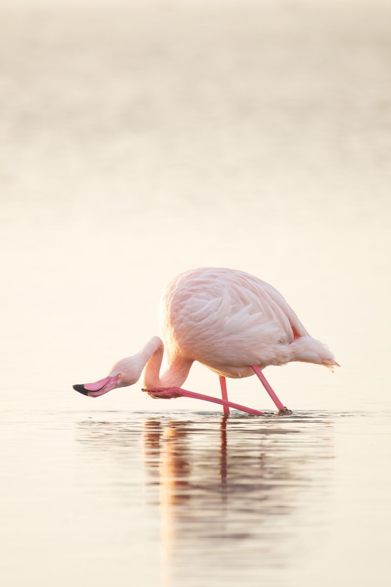 Flamingo / Greater Flamingo