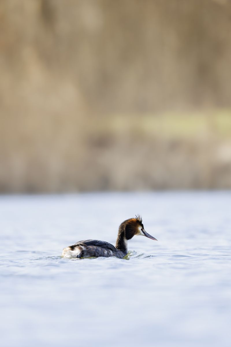 Fuut / Great Crested Grebe
