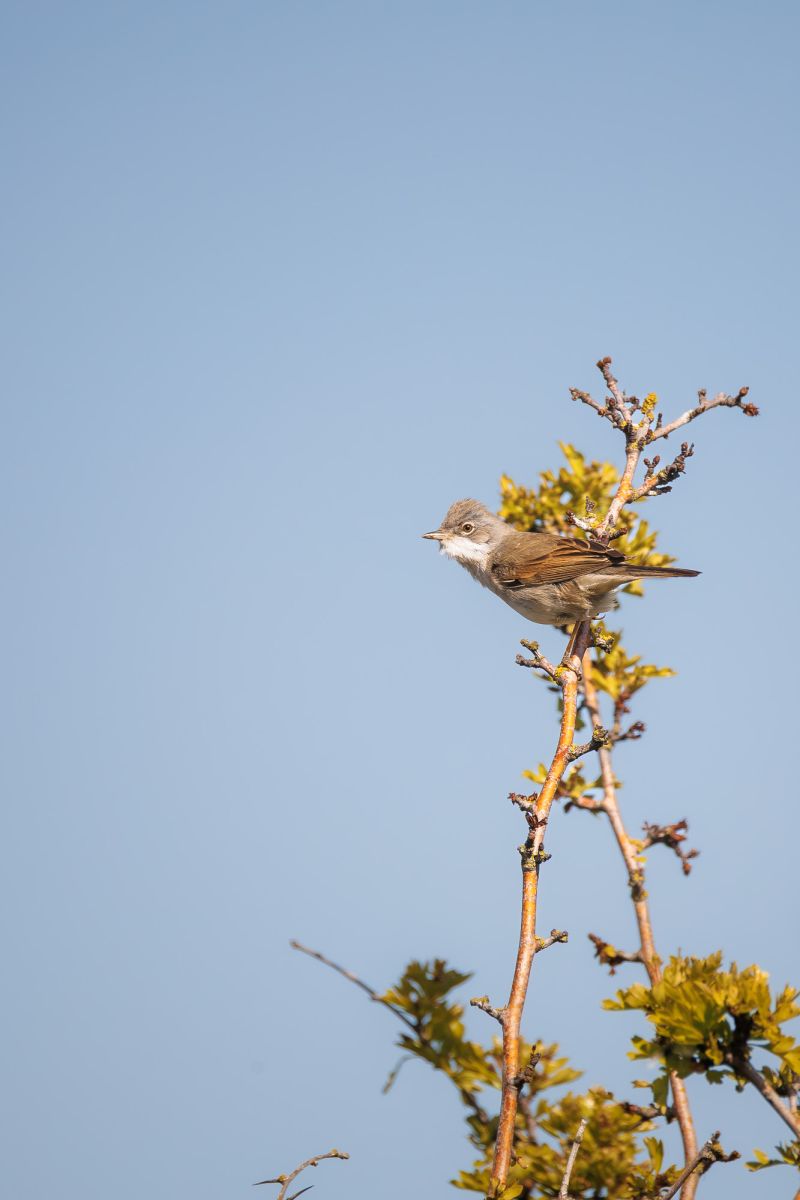 Grasmus / Common Whitethroat
