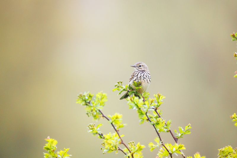 Graspieper / Meadow Pipit
