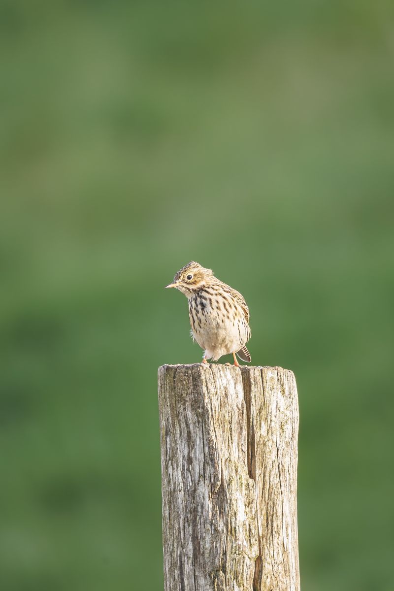 Graspieper / Meadow Pipit