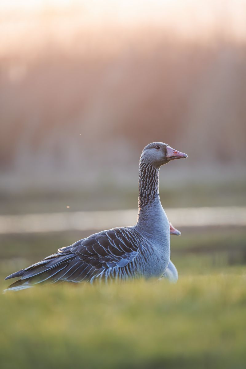 Grauwe Gans / Greylag Goose