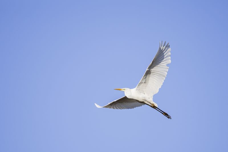 Grote Zilverreiger / Great Egret