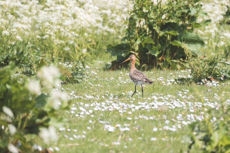 Grutto / Black-tailed Godwit