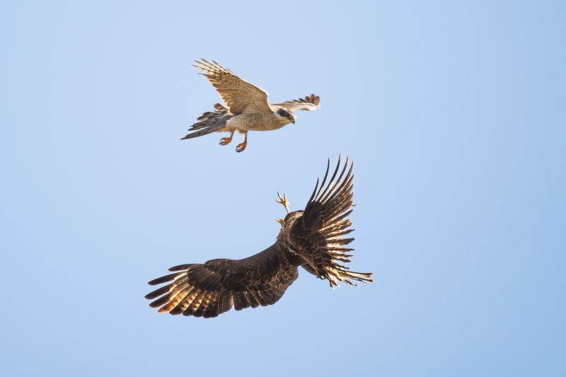 Havik / Northern Goshawk
