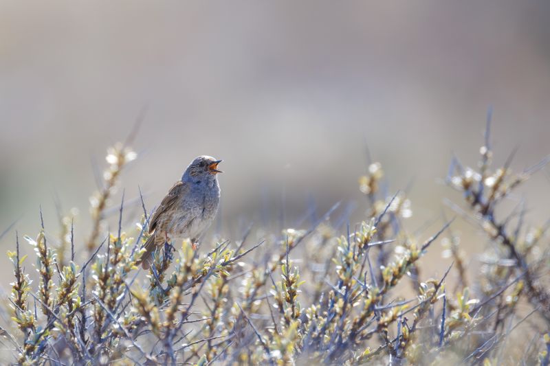 Heggenmus / Dunnock