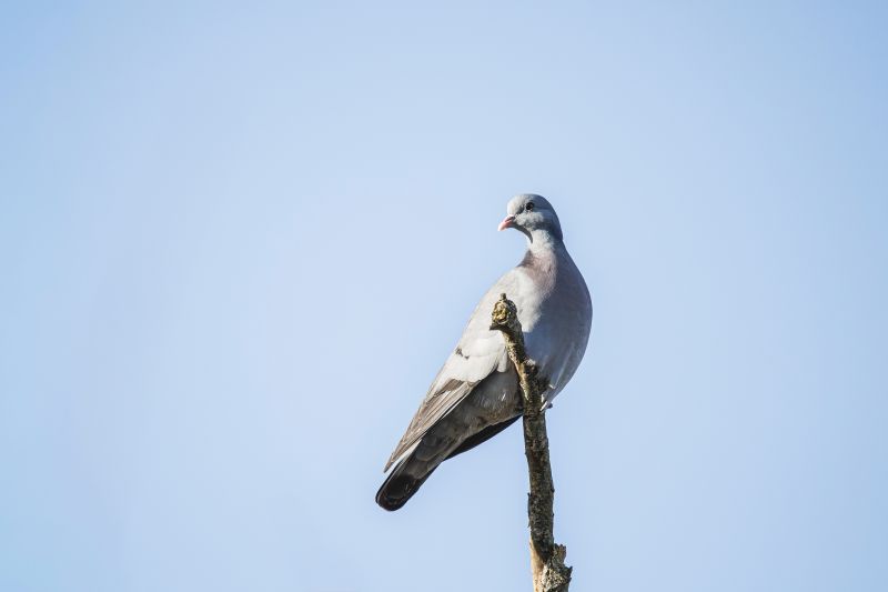 Holenduif / Stock Dove