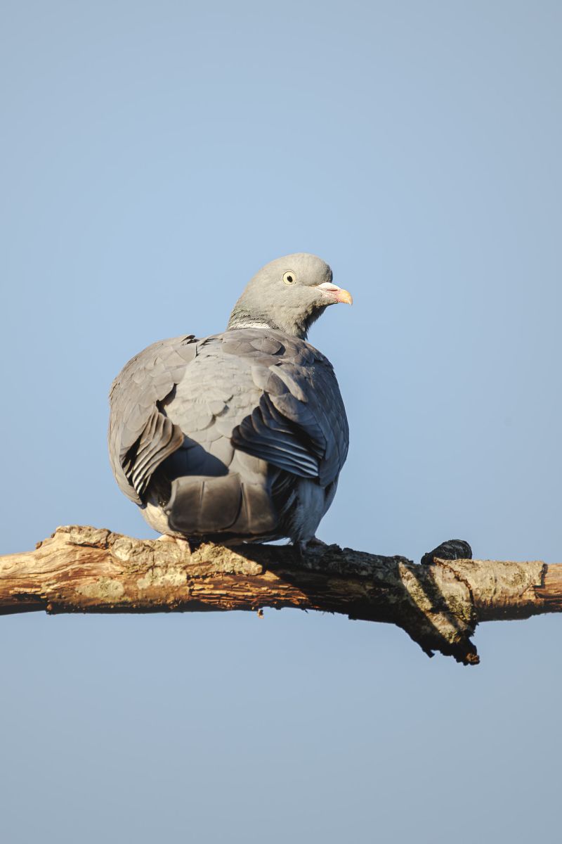 Houtduif / Wood Pigeon