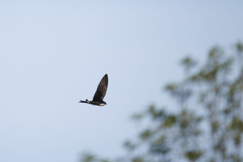 Huiszwaluw / Northern House Martin