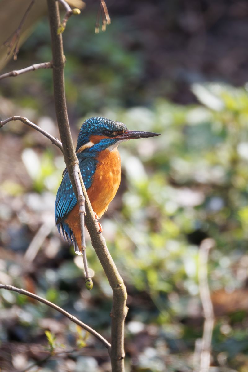 IJsvogel / Common Kingfisher