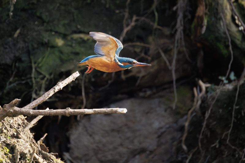 IJsvogel / Common Kingfisher