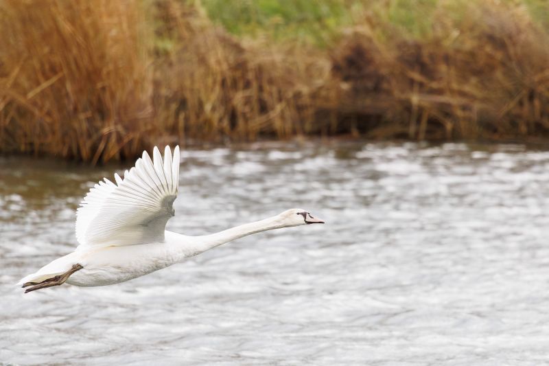 Knobbelzwaan / Mute Swan