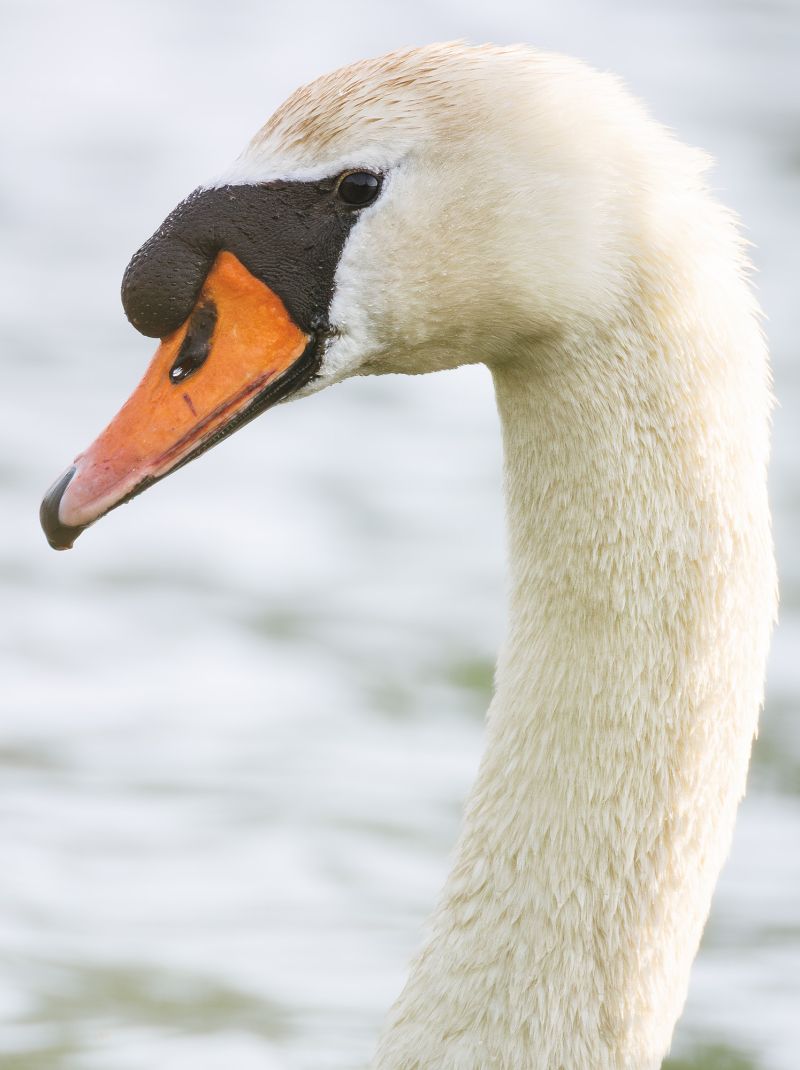 Knobbelzwaan / Mute Swan