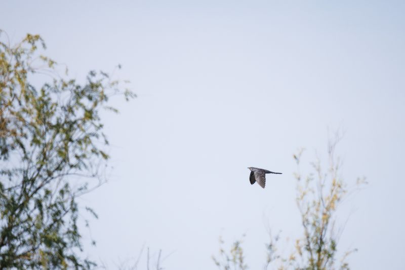 Koekoek / Common Cuckoo