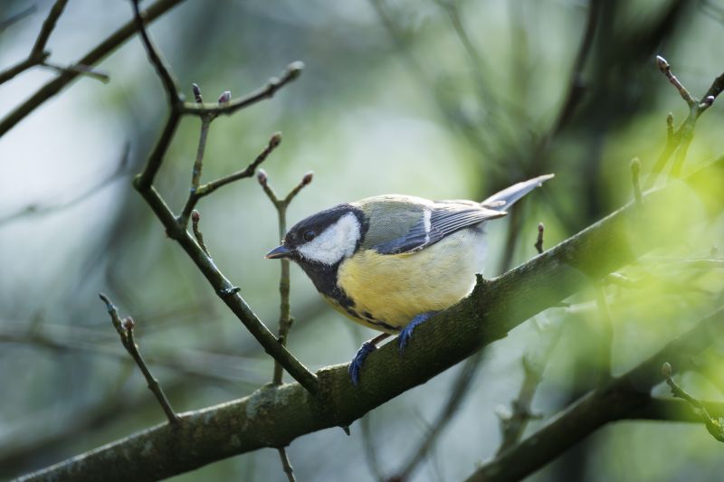 Koolmees / Great Tit