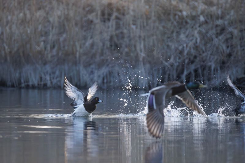 Kuifeend / Tufted Duck
