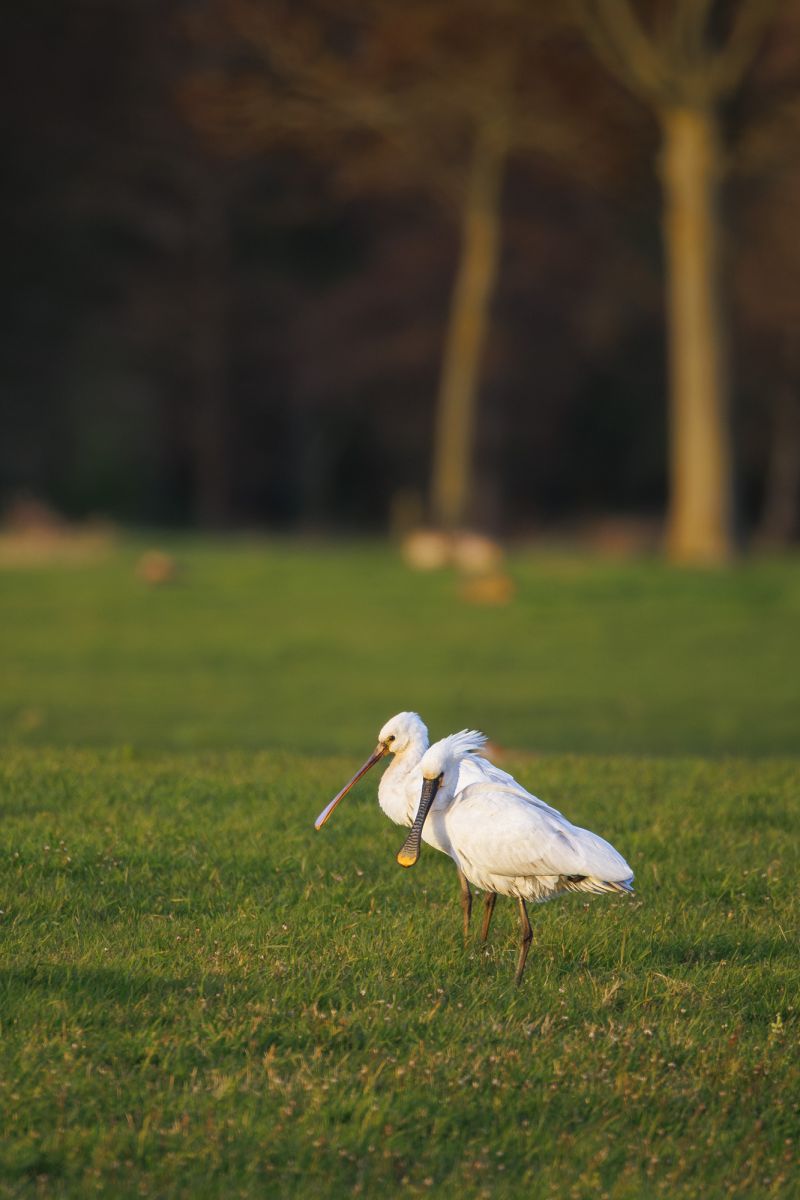 Lepelaar / Eurasian Spoonbill