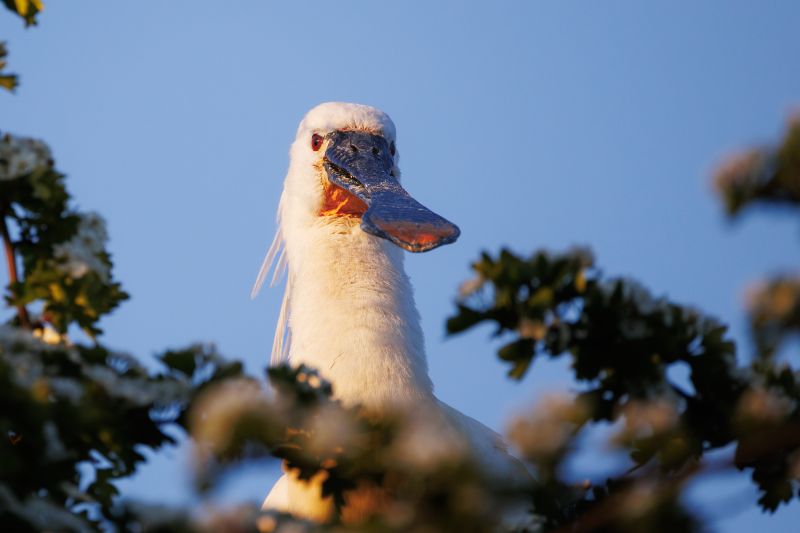 Lepelaar / Eurasian Spoonbill