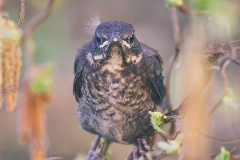 Merel / Eurasian Blackbird