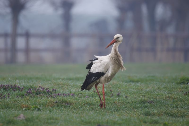 Ooievaar / European White Stork