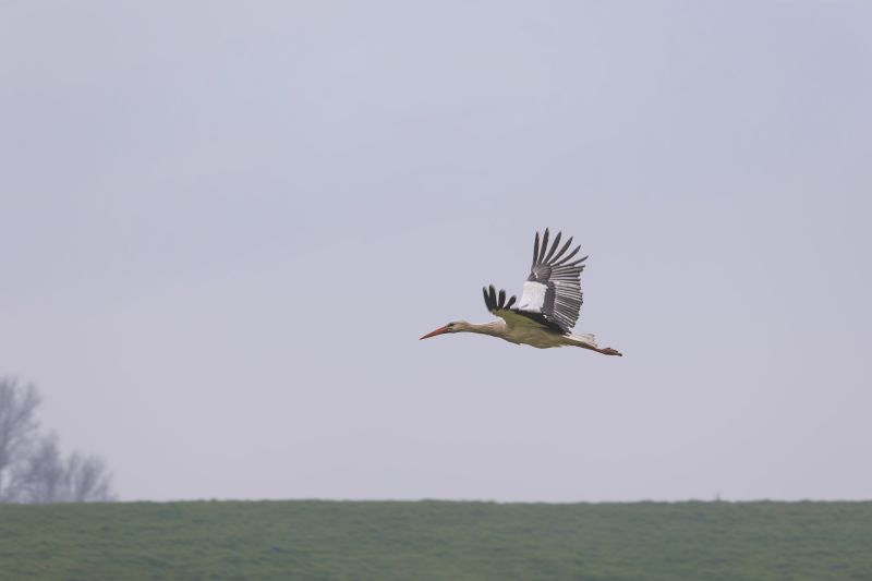 Ooievaar / European White Stork