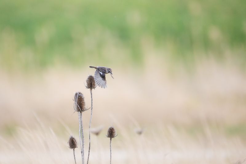 Paapje / Whinchat