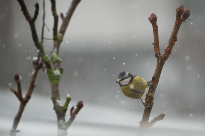 Pimpelmees / Blue Tit