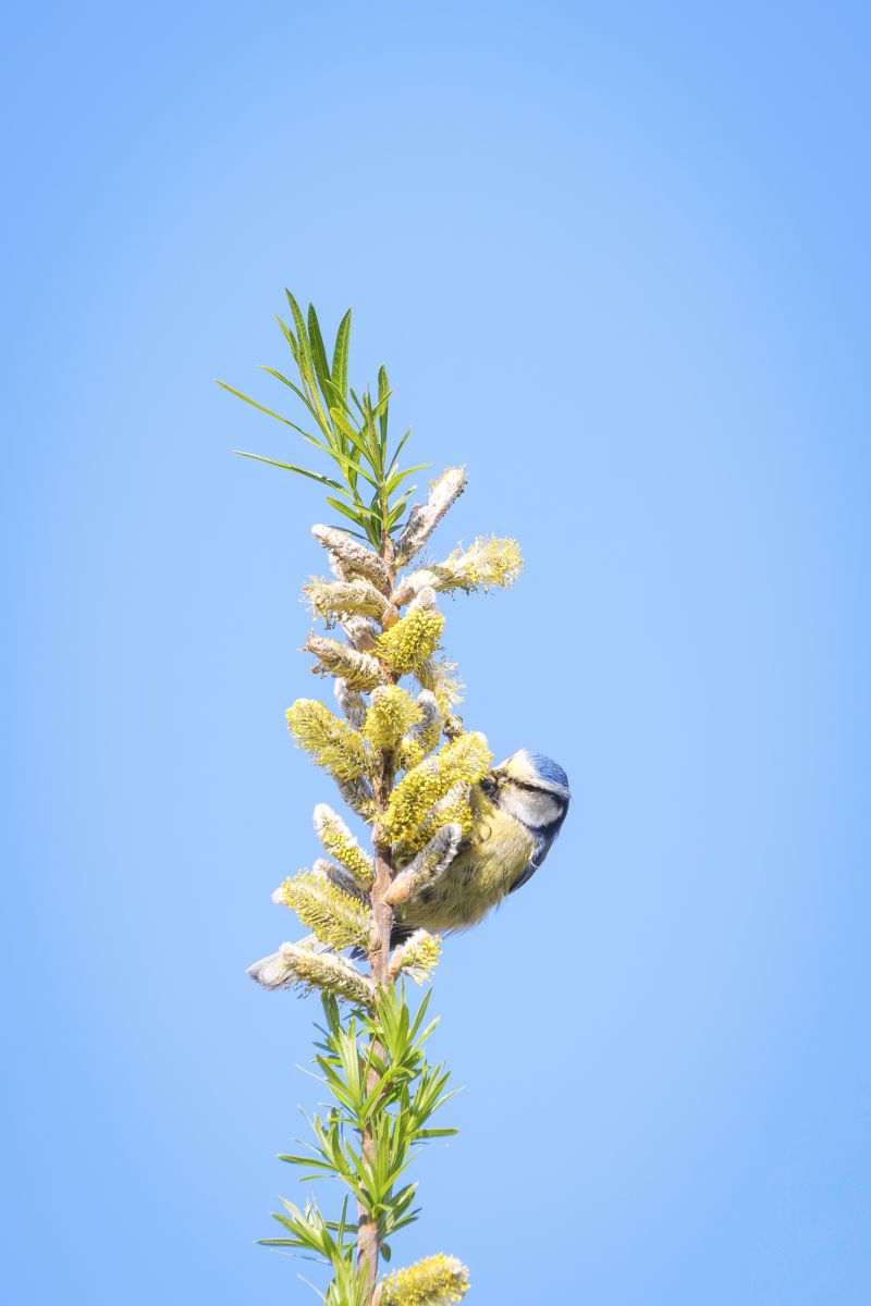 Pimpelmees / Blue Tit