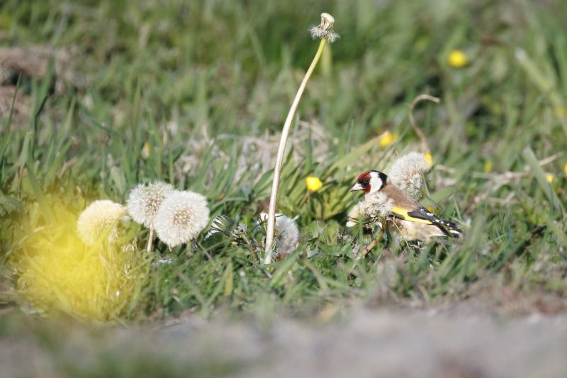 Putter / European Goldfinch