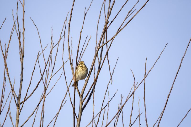 Rietgors / Eurasian Reed Bunting