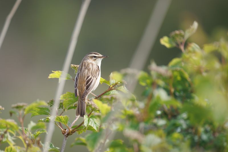Rietzanger / Sedge Warbler