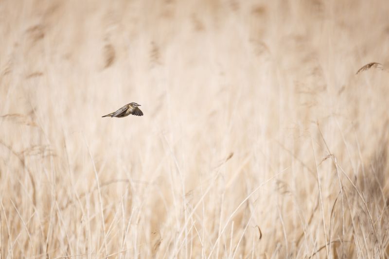 Rietzanger / Sedge Warbler