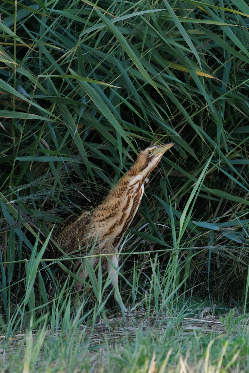 Roerdomp / Eurasian Bittern