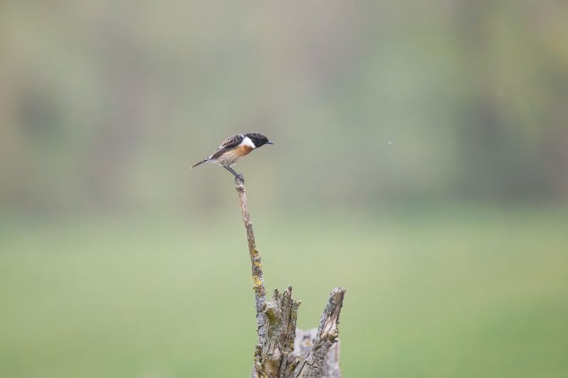 Roodborsttapuit / European Stonechat