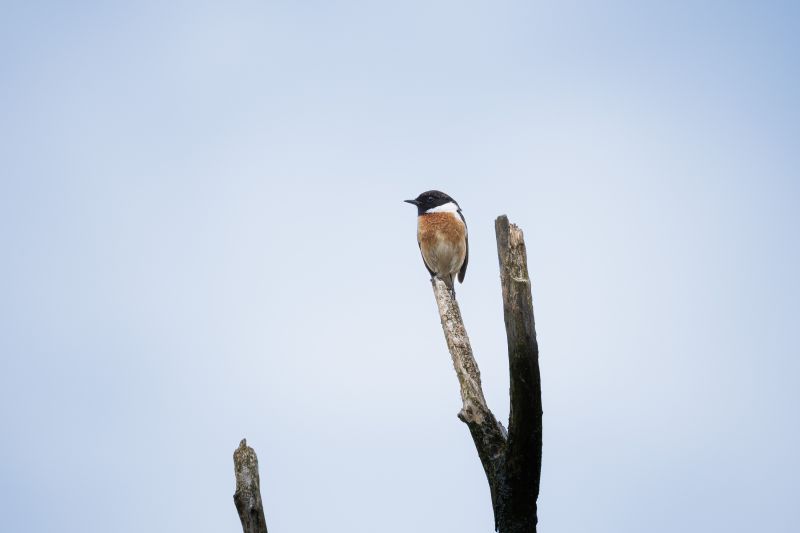 Roodborsttapuit / European Stonechat