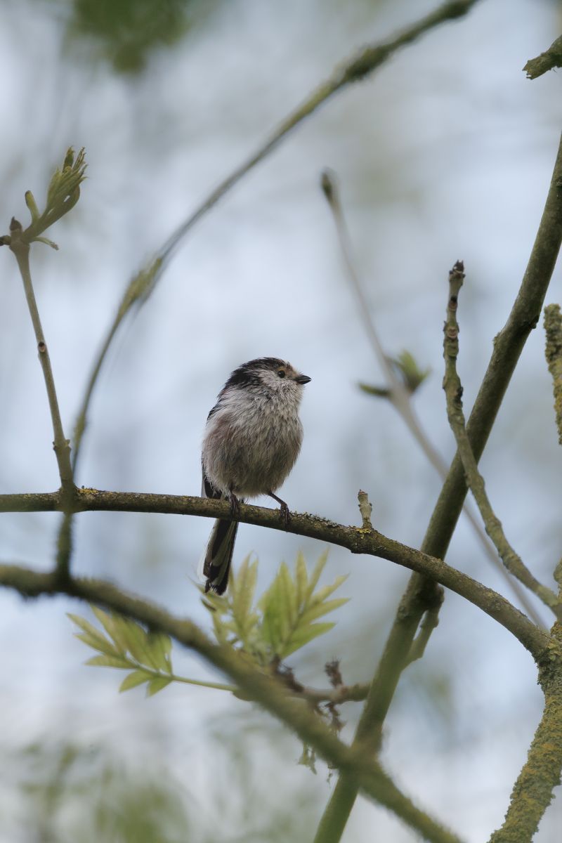 Staartmees / Long-tailed Tit