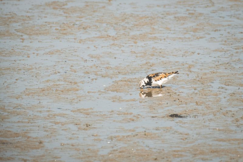 Steenloper / Ruddy Turnstone