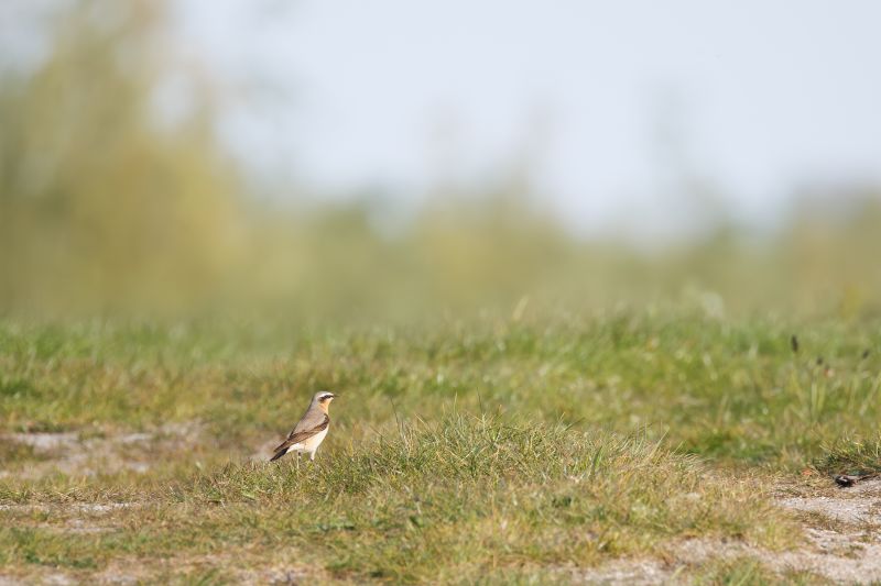 Tapuit / Northern Wheatear