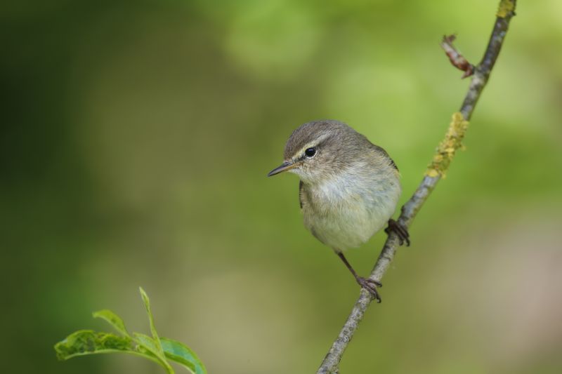 Tjiftjaf / Common Chiffchaff