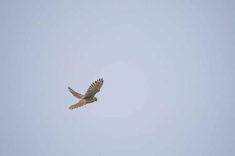 Torenvalk / Common Kestrel